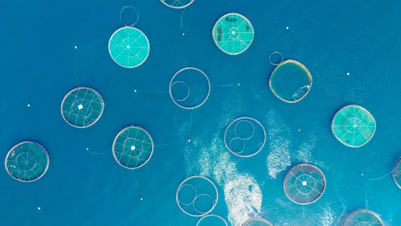Morocco lacks sufficient hatcheries, landing sites, feed plants, cold storage, and processing facilities © Mena Today 