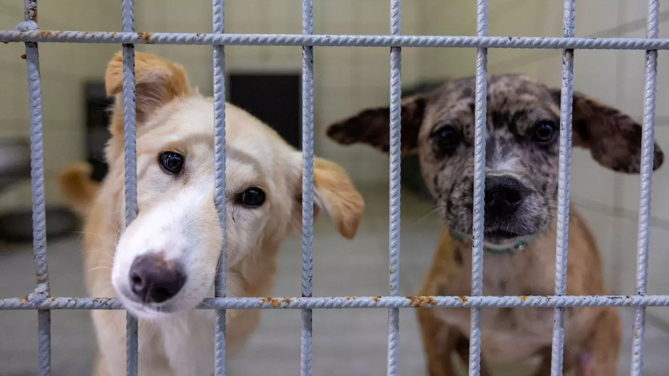 Stray dogs look out from behind bars as they are under treatment at Istanbul municipality's animal rehabilitation centre in Istanbul, Turkey, May 27, 2024. Reuters/Umit Bektas