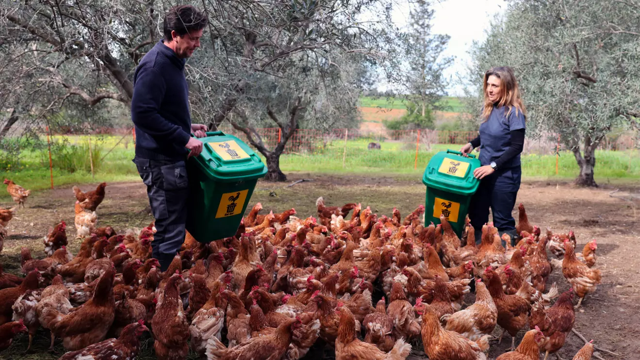 Organic farmers Elena Christoforos and Nicolas Netien feed retired farm hens with scraps of leftover food at a farm, where hens are used to fertilise and mow olive groves in a pilot project, which has boosted crop yields and helped combat disease, in Akaki, Cyprus, Fabruary 19, 2025. Reuters/Yiannis Kourtoglou
