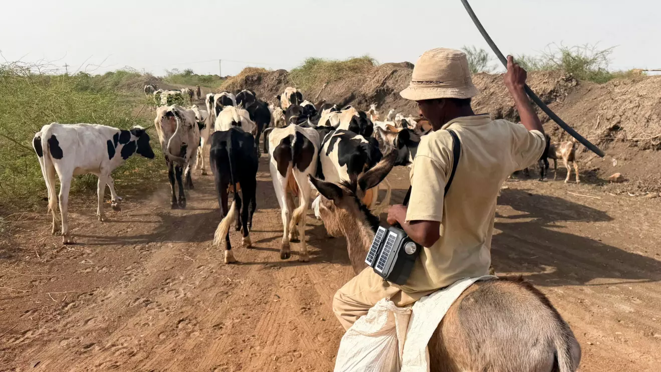 A Sudanese farmer rides a donkey alongside his cows, near his land, during the harvest season in southern Omdurman, Sudan, May 16, 2026. Reuters/El Tayeb Siddig