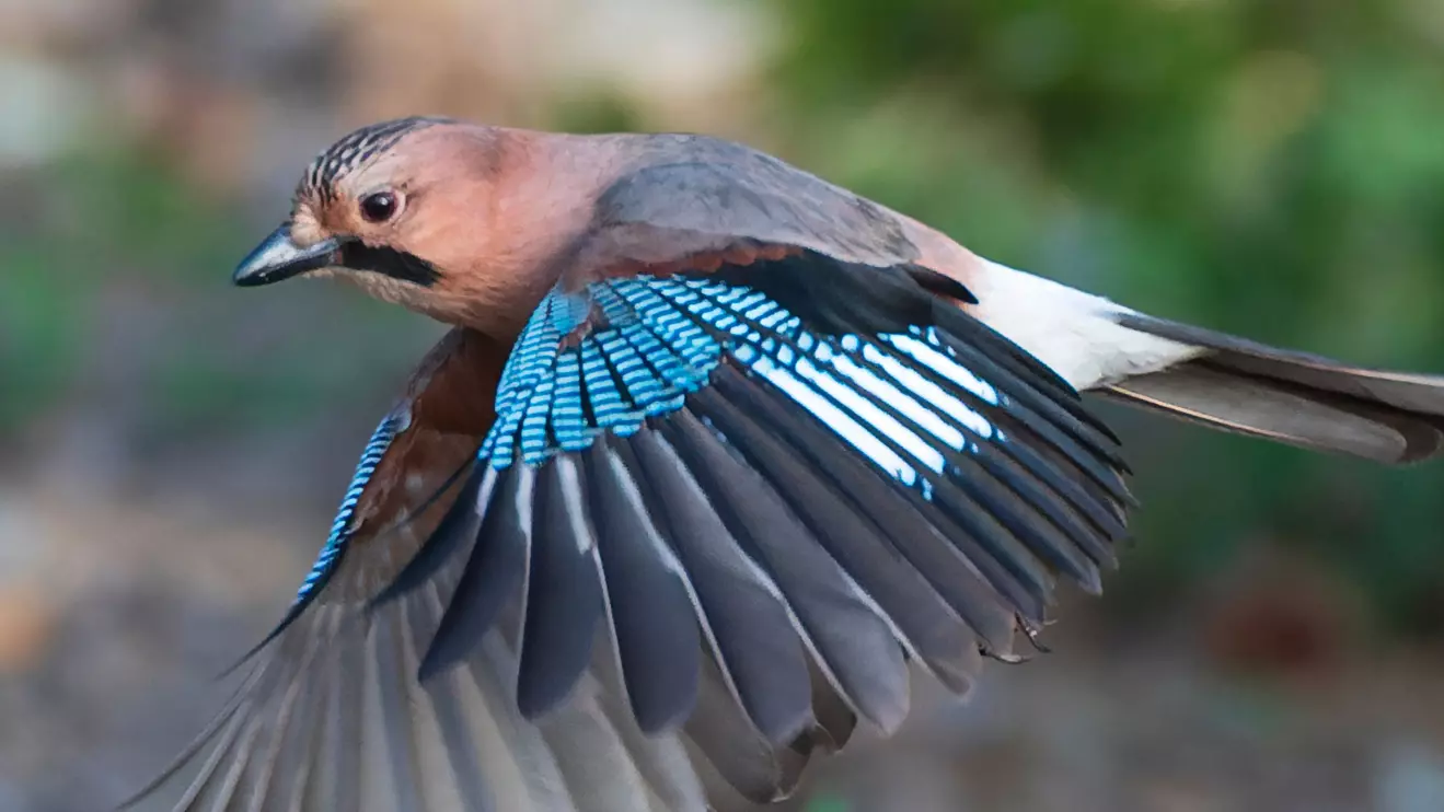Survey records show that at least 157 bird species have been found indiscriminately trapped © Mena Today 