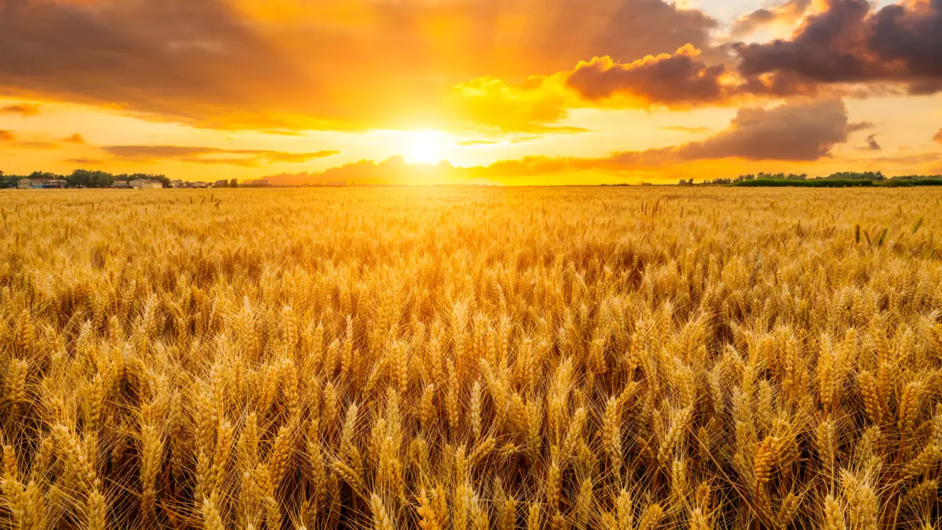 At the end of November, the agency made its first attempt to procure wheat and vegetable oil through direct purchase agreements © Mena Today 