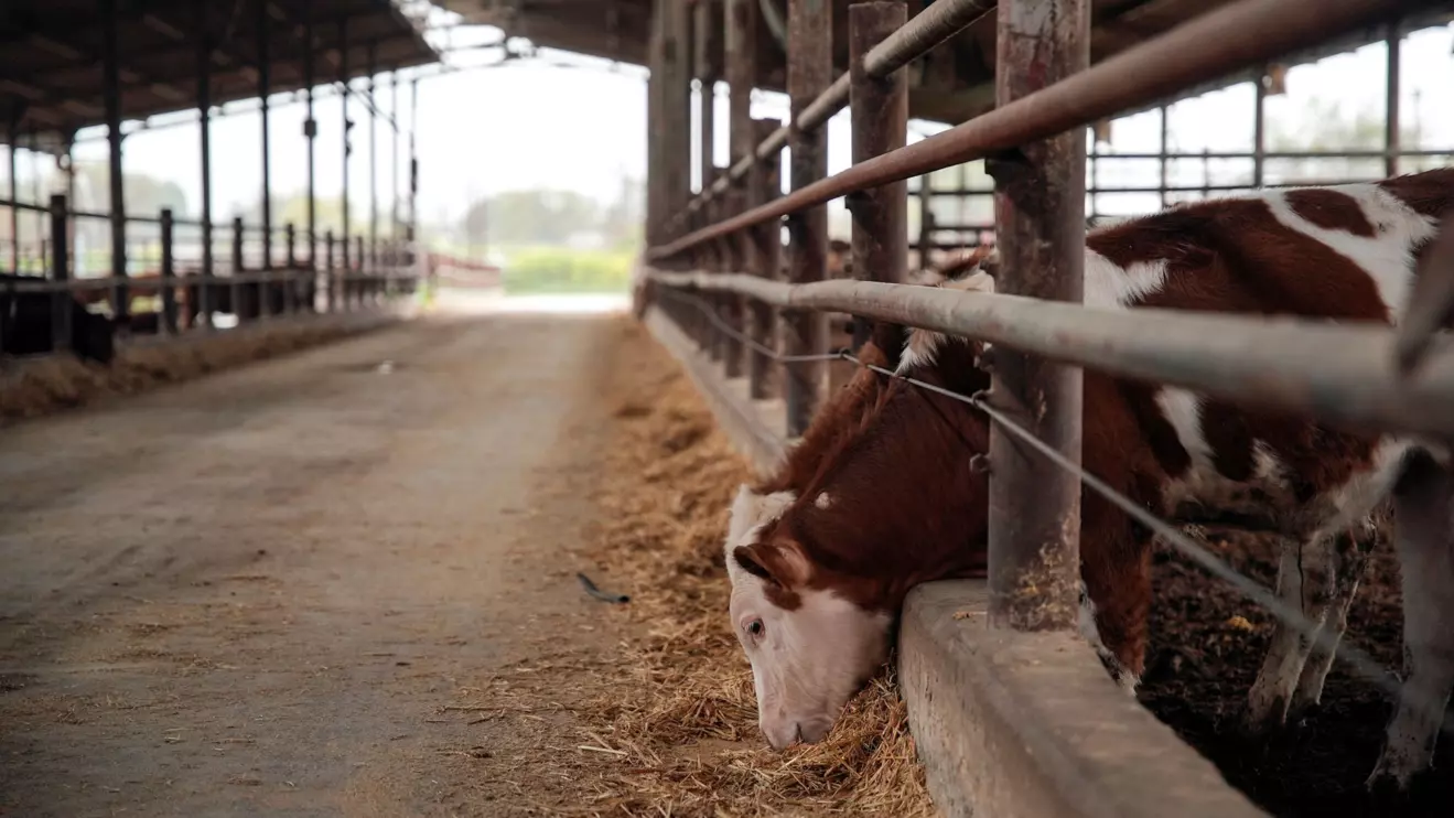 A cow stands in its shed, in Kibbutz Snir which has been mostly evacuated, Reuters/Miro Maman