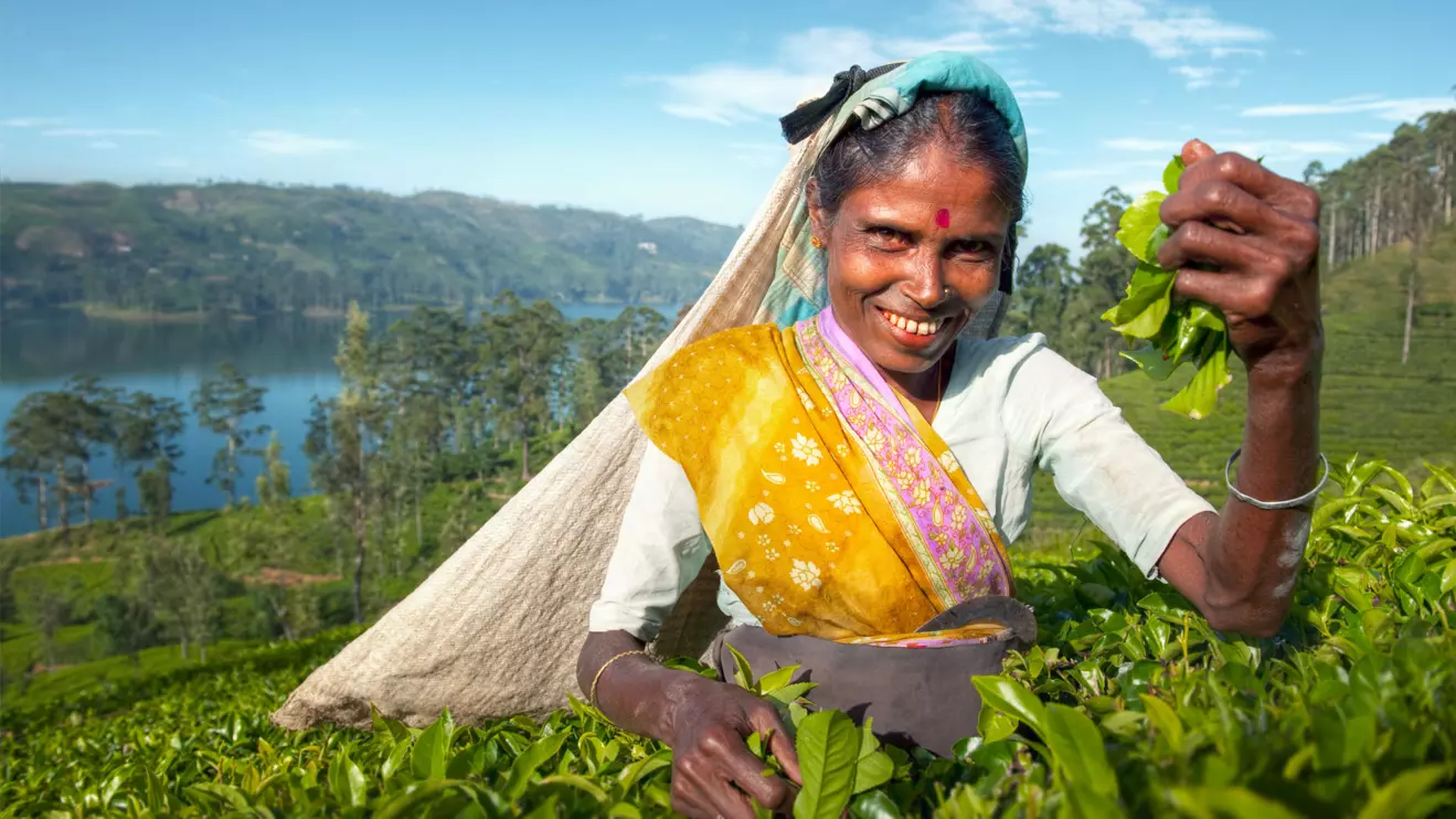 With decades of experience, ZSE invites tea enthusiasts, retailers, hoteliers, and decision-makers to explore its exceptional range of Ceylon teas © Mena Today 