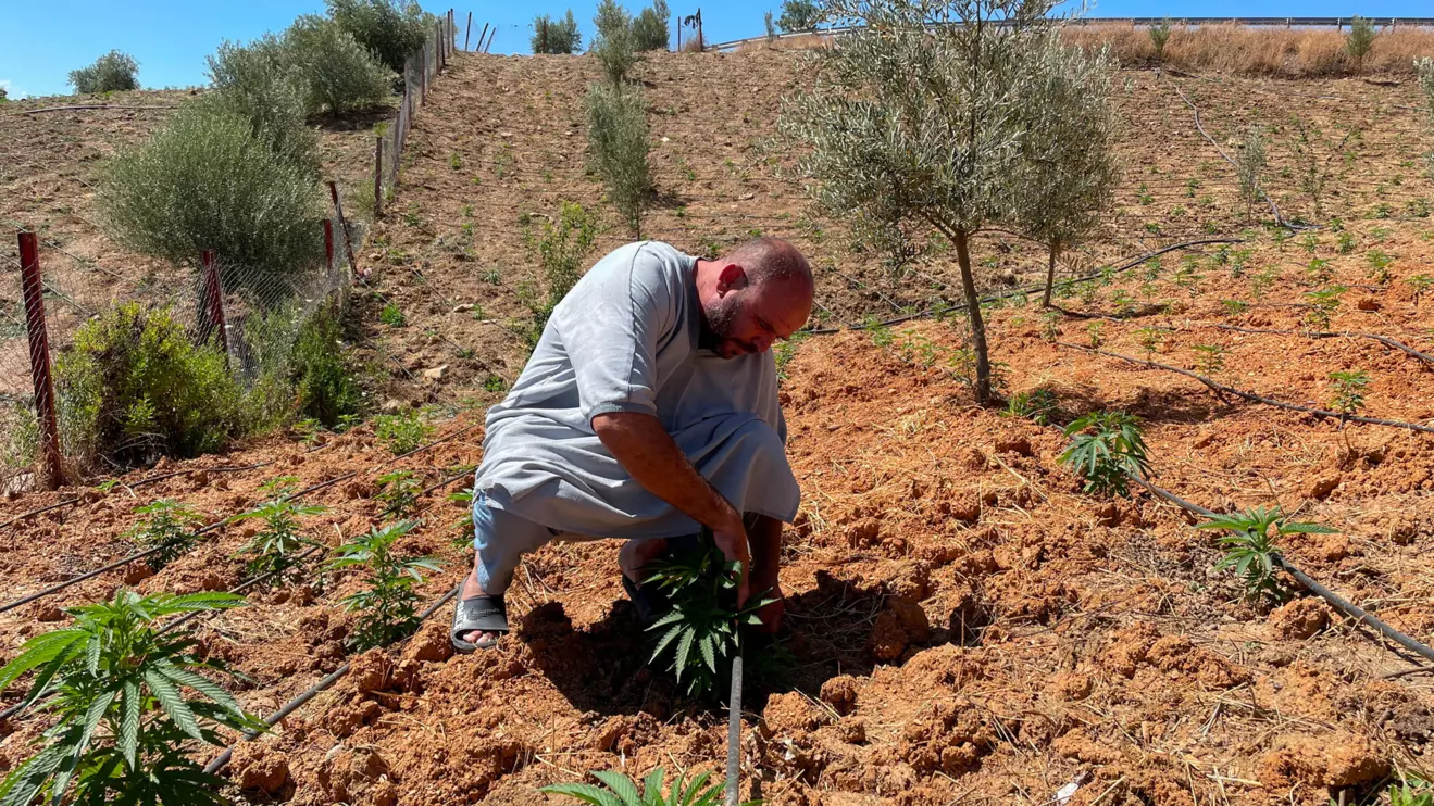 Abderrahman Talbi, a farmer, checks on cannabis plants at a field near the northern town of Bab Berred, Morocco July 11, 2025. Reuters/Ahmed Eljechtimi