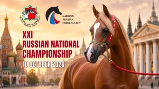 UAE society sponsors Russia's national Arabian horse championship