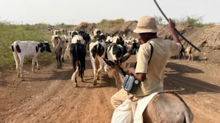 Sudan’s hunger crisis could worsen as El Niño dries up harvests