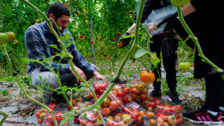 Foreign volunteers replace workers who fled Israeli farms under fire