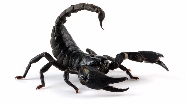 Turkey arrests spider smuggler said to be American Museum of Natural History curator