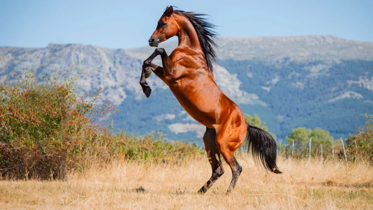 Al Dhafra Arabian Horse Championship 2024 begins tomorrow in Abu Dhabi